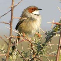 Rufous-eared Warbler - Malcorus pectoralis