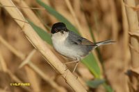 Sardinian Warbler - Sylvia melanocephala