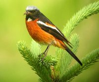 White-throated Redstart - Phoenicurus schisticeps