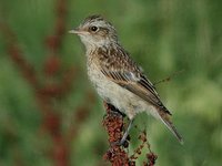 Whinchat - Saxicola rubetra