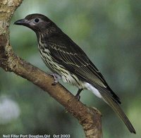 Green Figbird - Sphecotheres viridis