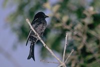 Fork-tailed Drongo - Dicrurus adsimilis