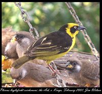 Baglafecht Weaver - Ploceus baglafecht