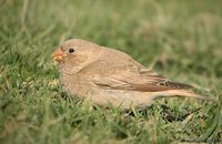 Trumpeter Finch - Bucanetes githaginea