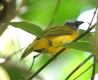 Gray-headed Tanager - Eucometis penicillata