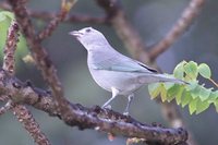 Sayaca Tanager - Thraupis sayaca