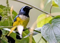 Buff-breasted Mountain-Tanager - Dubusia taeniata