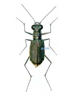 꼬마길앞잡이 - Cylindera elisae koreanica