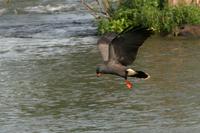 Snail  kite   -   Rostrhamus  sociabilis   -   Nibbio  chioccioliere