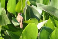 Yellow-chinned  spinetail   -   Certhiaxis  cinnamomea   -