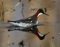 Rednecked Phalarope May 06