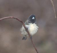 Yellow-bellied Seedeater, Sporophila nigricollis