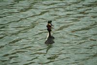 Crested Grebes