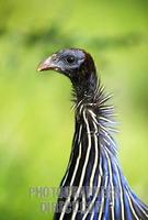 vulturine Guineafowl , Acryllium vulturinum , Samburu , Kenya , Africa stock photo