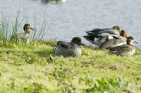 Falcated Duck Topsham, Devon