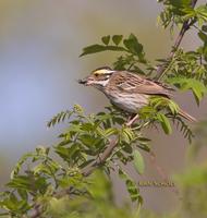 Yellow-browed bunting C20D 02793.jpg