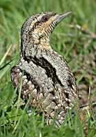 eurasian Wryneck