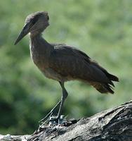 Hammerkop p.26