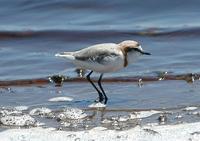 Chestnut-banded Plover p.130