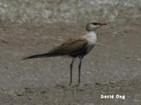 Australian Pratincole