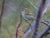 Pouillot à grands           sourcils (Phylloscopus inornatus)