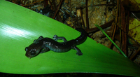 : Bolitoglossa diaphora
