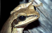 : Polypedates maculatus; Chunam Tree Frog