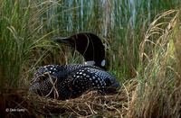 : Gavia immer; Common Loon