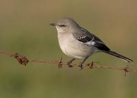 : Mimus polyglottos; Northern Mockingbird