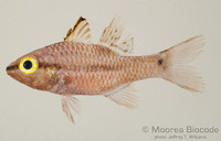 : Pristiapogon kallopterus