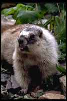 : Marmota sp.; Marmot