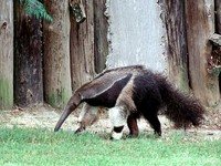 : Myrmecophaga tridactyla; Giant Anteater