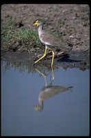 : Vanellus senegallus; Wattled Lapwing