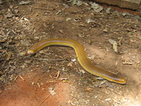 : Amphisbaena alba; Red Worm Lizard
