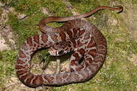 : Coluber constrictor latrunculus; Black-masked Racer