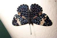 : Hamadryas amphinome; Red Cracker Butterfly