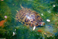 : Trachemys scripta elegans; Red-eared Slider