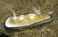 : Chromodoris vibrata