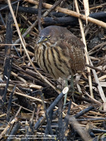 Cinnamon Bittern (Female) Scientific name: Ixobrychus cinnamomeus