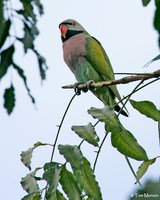 Red-breasted Parakeet