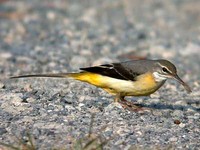 노랑할미새 Motacilla cinerea robusta | gray wagtail