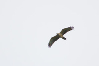 ［ハチクマ］ Oriental Honey Buzzard / Pernisptilorhynchus / 57cm