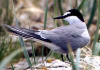 Image of Aleutian Tern, Sterna aleutica, photo by R. Gill