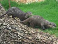 작은발톱수달 Aonyx cinerea Small-clawed Otter