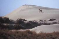 푸스고와 Przewalski's Gazelle (Procapra przewalskii)