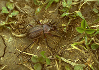 Carabus cancellatus excisus