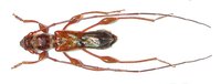 Molorchus minor minor var. rufescens