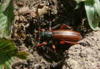 Dorcadion fulvum fulvum