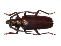 Derobrachus geminatus - Palo Verde Borer