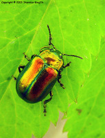 Oreina speciosissima